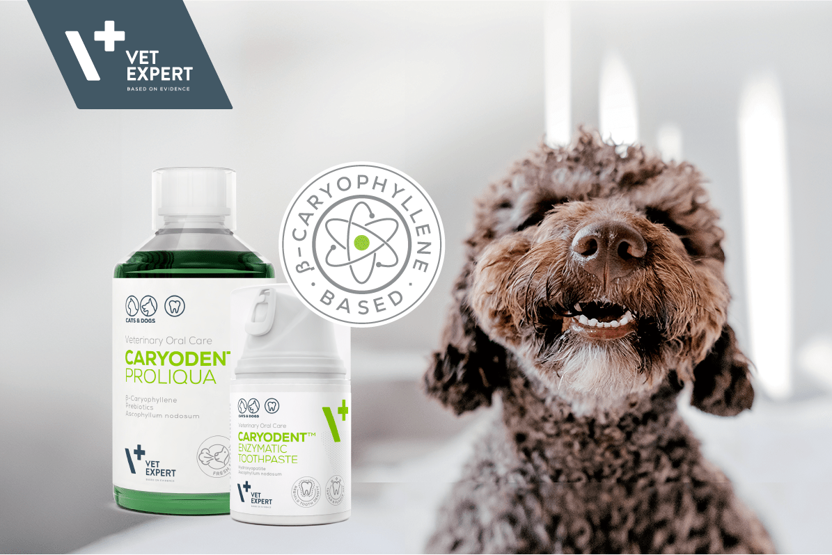 Fresh Breath, Happy Pet! Discover Vet Expert’s Caryodent Dental Range - Animus Surgical