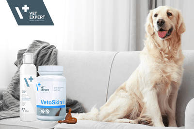 Is Your Pet Itching More? How to Beat Allergy Season with Vet Expert Support - Animus Surgical