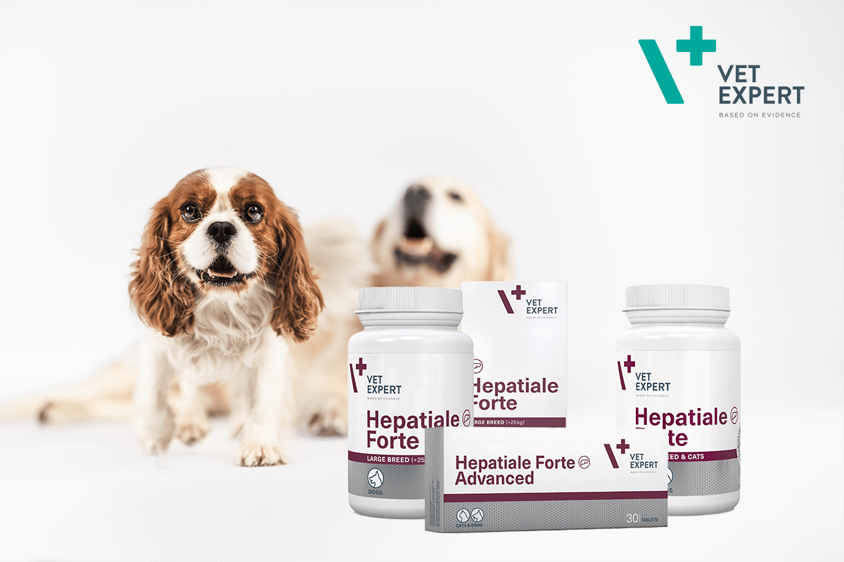 Preventative Liver Care for Cats and Dogs - Animus Surgical