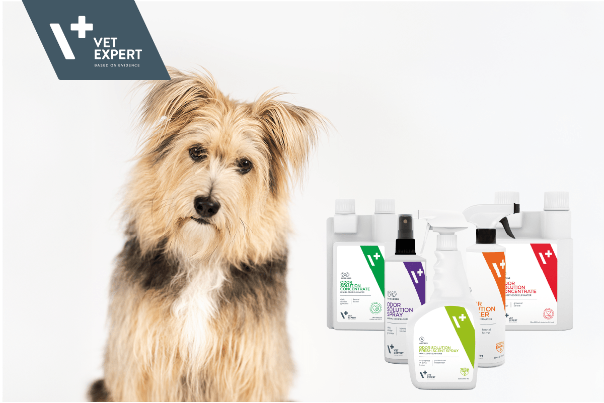 Vet Expert Spring Cleaning – Odour-Free Homes with Pets - Animus Surgical
