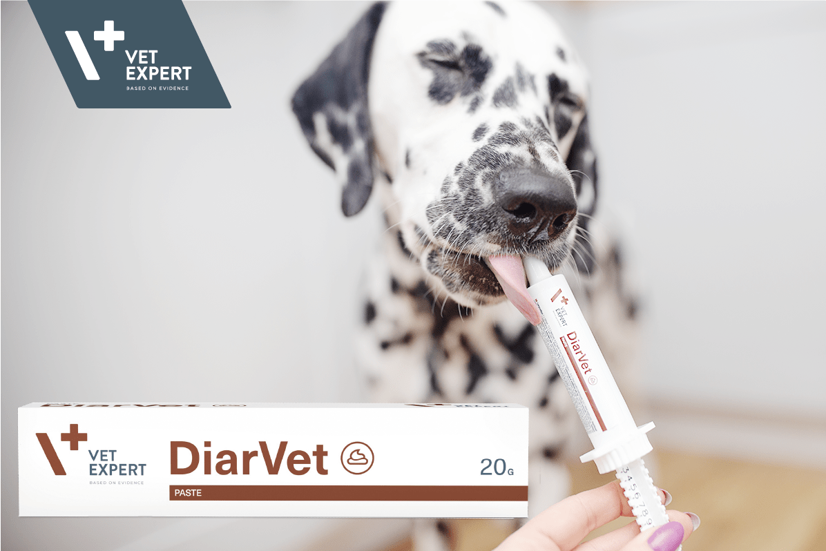 Managing Diarrhoea in Pets: When to Act and How DiarVet Can Help - Animus Surgical